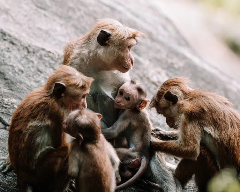 Wilde apen spotten op de tuktuk rally in Sri Lanka